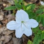 Browallia speciosa Floare
