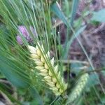 Hordeum vulgareFrucht