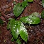 Pharus latifolius Leaf