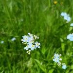 Myosotis scorpioidesFlower