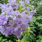 Campanula lactiflora फूल