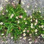 Erigeron karvinskianus Hábitos