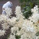 Maianthemum racemosum 花