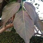 Tabebuia roseoalba Blatt