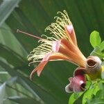 Adansonia za Blüte