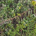 Coriaria ruscifolia Leaf