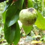 Annona amazonica