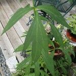 Rudbeckia laciniata Hoja
