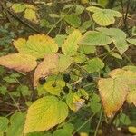 Rubus polonicus Fruit