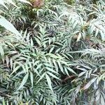 Mahonia fortunei Leaf