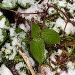 Rubus nigricans Leaf