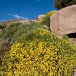 Cytisus balansae Habitus