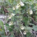 Euphrasia officinalis Habitus