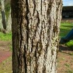 Liquidambar styraciflua 树皮
