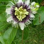 Passiflora edulis 花