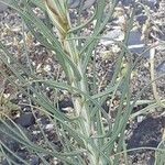 Asphodeline lutea Leaf