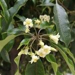 Pittosporum undulatum Květ