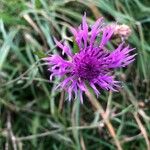 Centaurea jaceaΛουλούδι