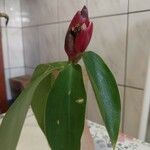 Costus spiralis Blatt