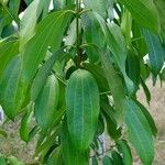 Cinnamomum verum Blatt