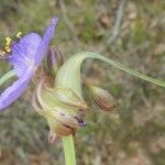 Tradescantia occidentalis Habitat