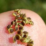 Ranunculus sardous Fruit