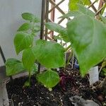 Solanum tuberosum ഇല