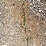 Lathyrus setifolius Blad