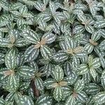 Pilea cadierei Blatt