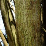 Broussonetia papyrifera 樹皮