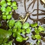 Nasturtium officinale Feuille