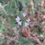 Verbena officinalis花