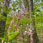 Rhododendron periclymenoides 花