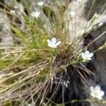 Minuartia setacea Folha