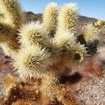 Cylindropuntia bigelovii ᱥᱟᱠᱟᱢ