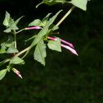 Fuchsia microphylla 花
