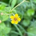 Geum macrophyllum Fula