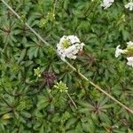 Iberis ciliata Fula