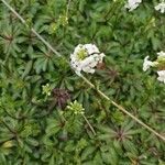 Iberis ciliata Flower