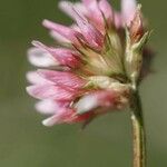 Trifolium thalii ফুল