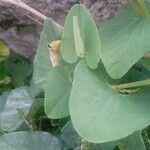 Aristolochia paucinervis Blad