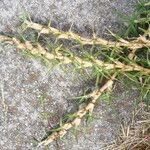 Pennisetum clandestinum Habit