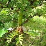 Calliandra surinamensis Fruit