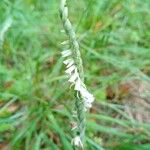 Spiranthes spiralisফুল