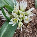Allium chamaemoly Virág