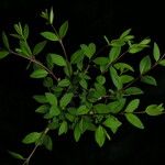 Lonicera angustifolia عادت داشتن