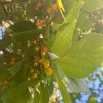 Celtis africana Frugt