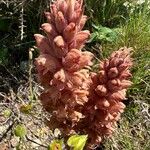 Orobanche rapum-genistae फूल