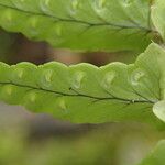 Nephrolepis undulata Blatt