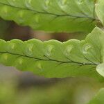 Nephrolepis undulata Leaf